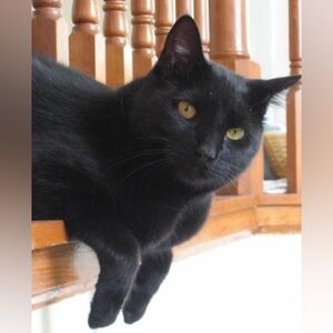 $18 - House Panther of Judgement - Unlisted Item